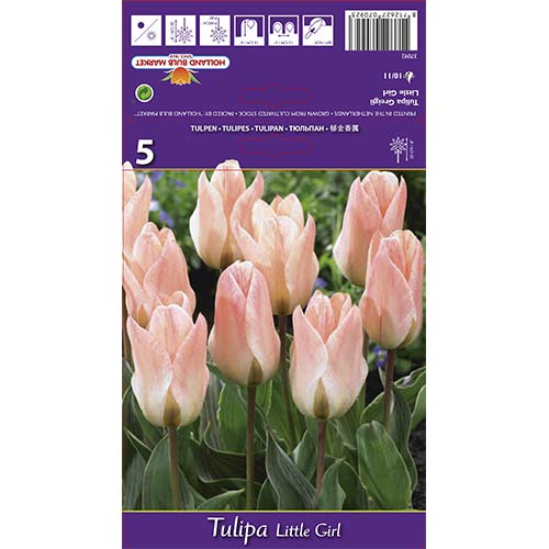 Tulpe Little Girl interface.art Bild 1 Tulpe Little Girl interface.image 1 interface.art 68108