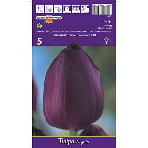 Tulpe Negrita interface.image 1 interface.art 67842