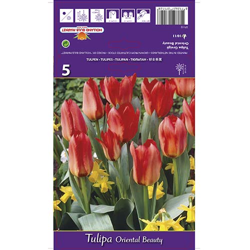 Tulpe Oriental Beauty interface.image 1 interface.art 67785