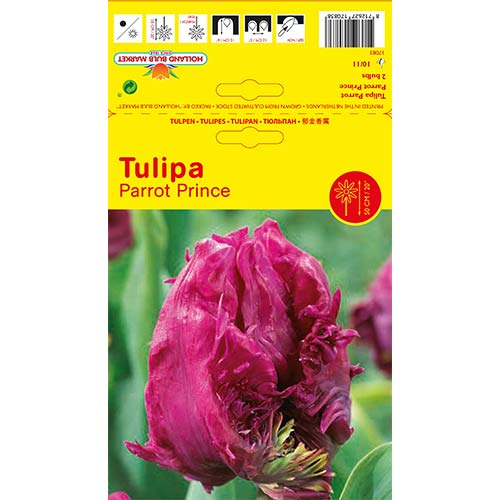 Tulpe Parrot Prince interface.image 1 interface.art 68093
