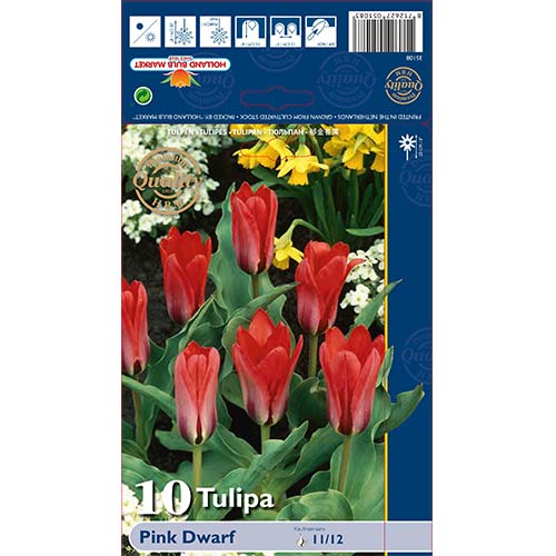 Tulpe Pink Dwarf interface.image 1 interface.art 67794