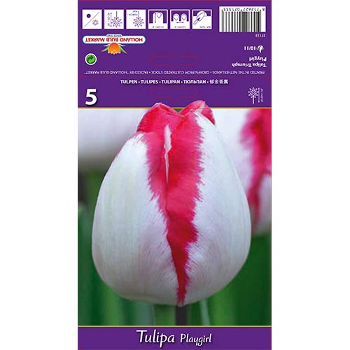 Tulpe Playgirl interface.image 1 interface.art 67796