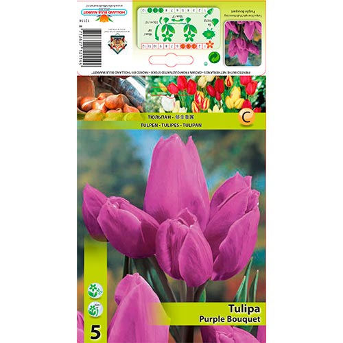 Tulpe Purple Bouquet interface.art Bild 1 Tulpe Purple Bouquet interface.image 1 interface.art 67809