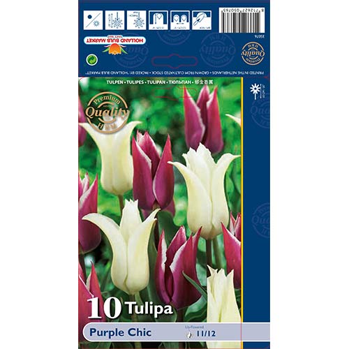 Tulpe Purple Chic, farbmischung interface.image 1 interface.art 68046