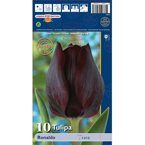 Tulpe Ronaldo interface.image 1 interface.art 67844