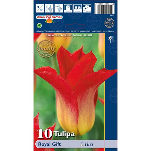 Tulpe Royal Gift interface.image 1 interface.art 67820