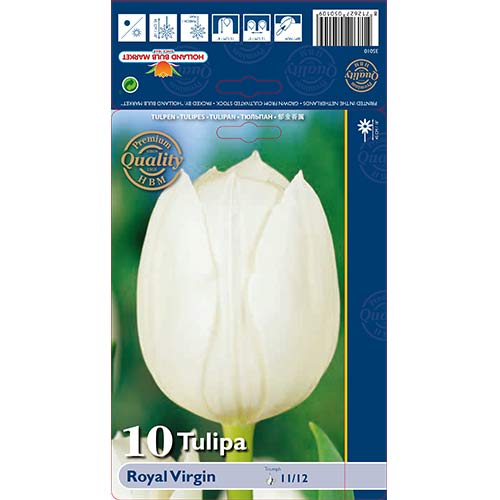 Tulpe Royal Virgin interface.image 1 interface.art 67819