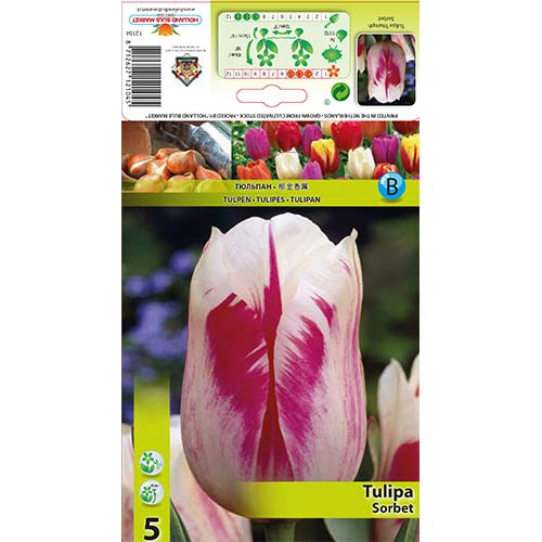 Tulpe Sorbet interface.art Bild 1 Tulpe Sorbet interface.image 1 interface.art 67835