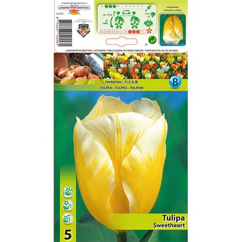 Tulpe Sweetheart interface.art Bild 1 Tulpe Sweetheart interface.image 1 interface.art 67830