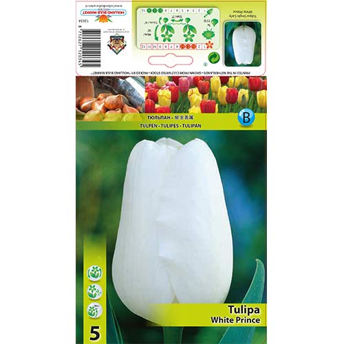 Tulpe White Prince interface.image 1 interface.art 67709