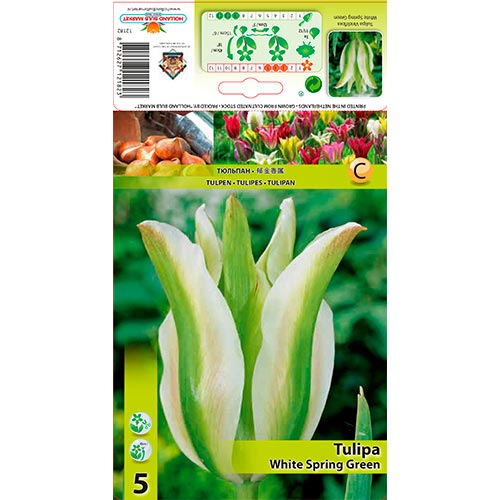 Tulpe White Spring Green interface.art Bild 1 Tulpe White Spring Green interface.image 1 interface.art 67850