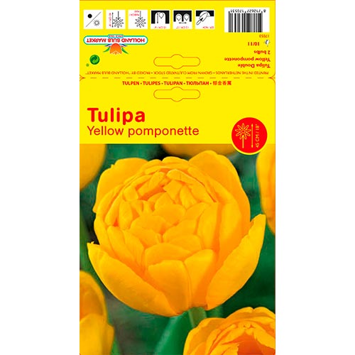 Tulpe Yellow Pomponette interface.art Bild 1 Tulpe Yellow Pomponette interface.image 1 interface.art 67733