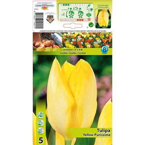 Tulpe Yellow Purissima interface.image 1 interface.art 67734