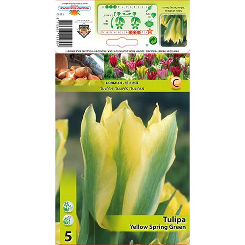 Tulpe Yellow Spring Green interface.image 1 interface.art 67735