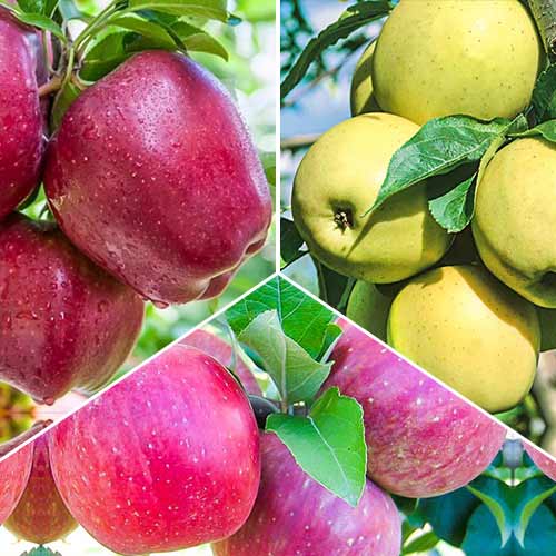 Tolles Angebot! Apfel Trio, Set mit 3 Setzlingen interface.image 1 interface.art 6945