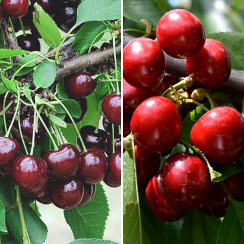 Tolles Angebot! Fruchtbarer Sommer, Set mit 2 Setzlingen interface.image 1 interface.art 4874