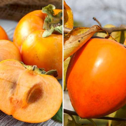 Tolles Angebot! Kaki, Set mit 2 Setzlingen interface.image 1 interface.art 4881