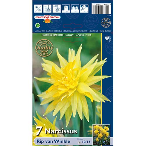 Volle Narzisse Rip van Winkle interface.art Bild 1 Volle Narzisse Rip van Winkle interface.image 1 interface.art 67660