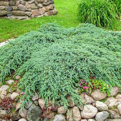 Wacholder Blue Carpet, Р9 interface.image 1 interface.art 9407