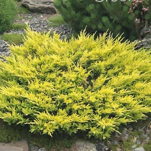 Wacholder Limeglow interface.image 1 interface.art 9458