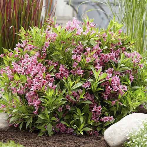 Weigelie Cappucino ® PBR, C3 interface.art Bild 1 Weigelie Cappucino ® PBR, C3 interface.image 1 interface.art 8588