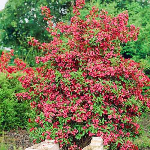 Weigelie Red Prince interface.art Bild 1 Weigelie Red Prince interface.image 1 interface.art 9014