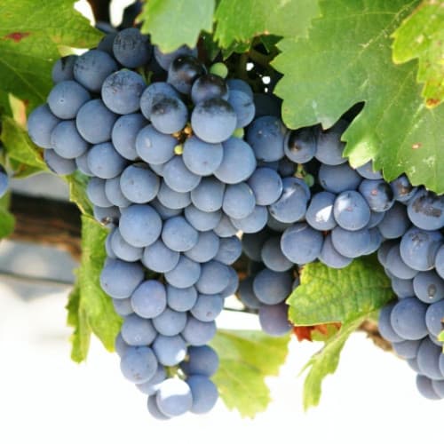 Weintraube Cabernet de Sauvignon interface.art Bild 1 Weintraube Cabernet de Sauvignon interface.image 1 interface.art 7336