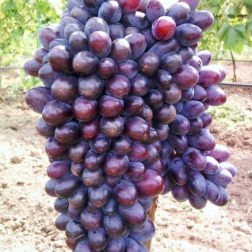 Weintraube Jupiter interface.image 1 interface.art 6955