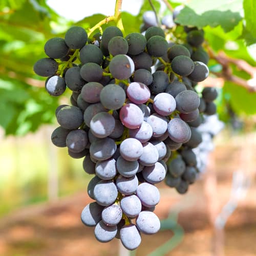 Weintraube Kodrianka, Р9 interface.image 1 interface.art 7339