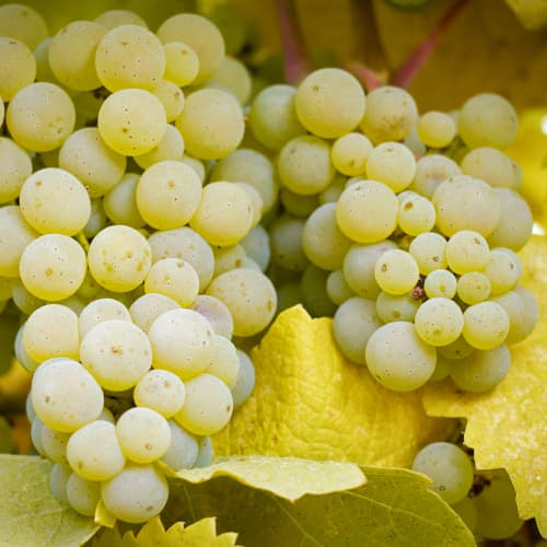 Weintraube Lilla, Р9 interface.image 1 interface.art 5569