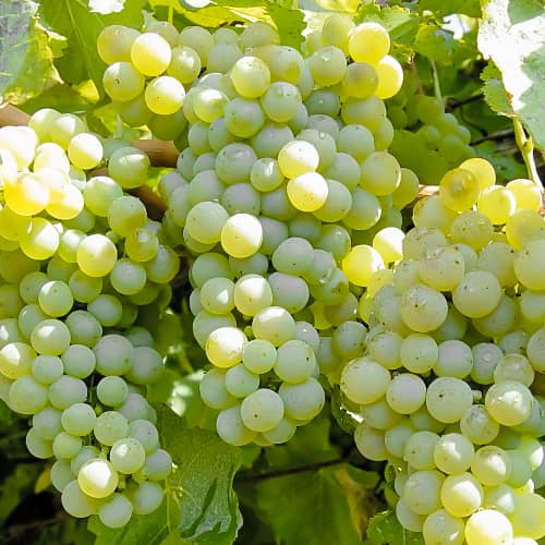 Weintraube Ontario, P9 interface.image 1 interface.art 6956