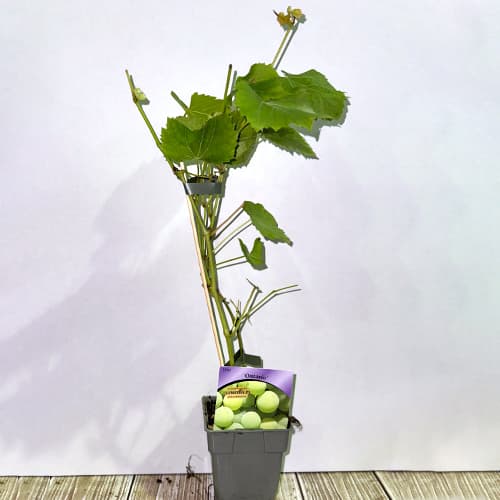 Weintraube Ontario, P9 interface.image 2 interface.art 6956