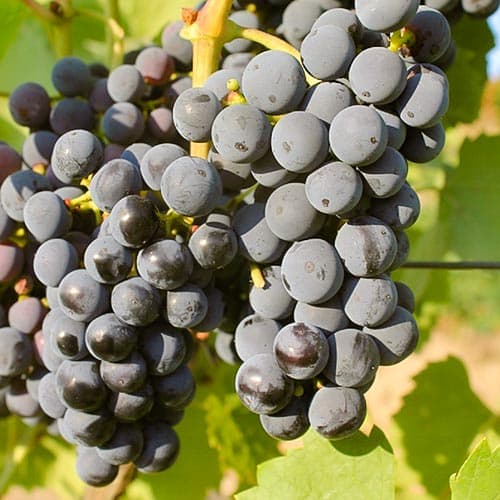 Weintraube Regent interface.image 1 interface.art 4901