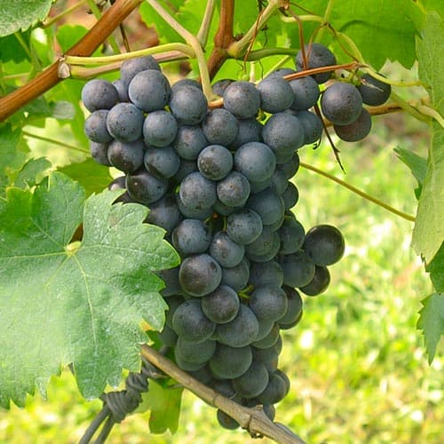 Weintraube Saint Laurent interface.image 1 interface.art 4902