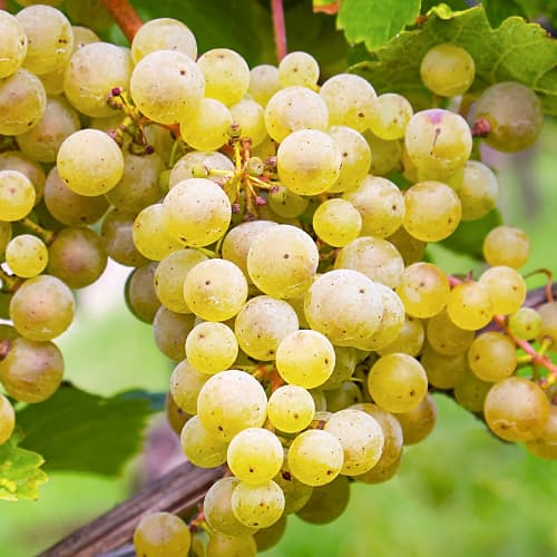 Weintraube Seyval Blanc, P9 interface.image 1 interface.art 7343