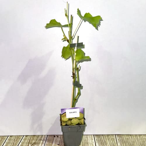 Weintraube Solaris, P9 interface.image 2 interface.art 6951