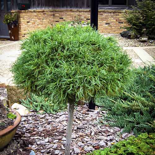 Weymouths-Kiefer Green Twist, C4 interface.image 1 interface.art 8257