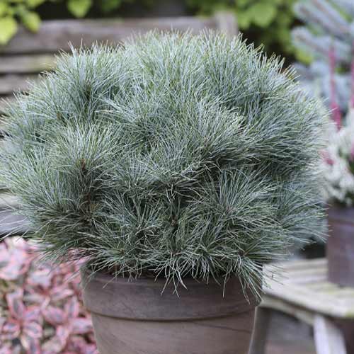 Weymouths-Kiefer Sea Urchin, C4 interface.image 1 interface.art 8259