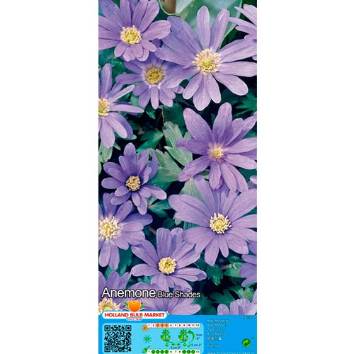 Windröschen (Anemone) Blanda Blue Shades interface.image 1 interface.art 67085