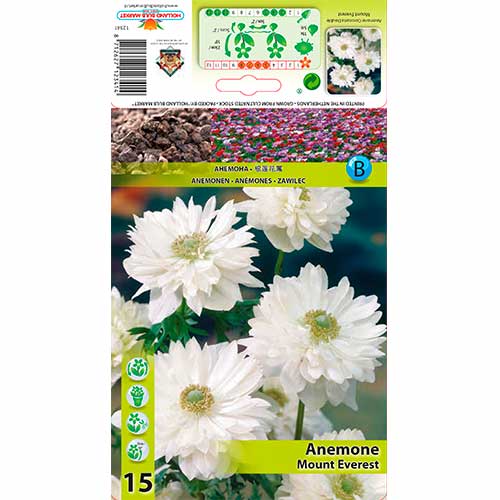 Windröschen (Anemone) Mount Everest interface.image 1 interface.art 76166