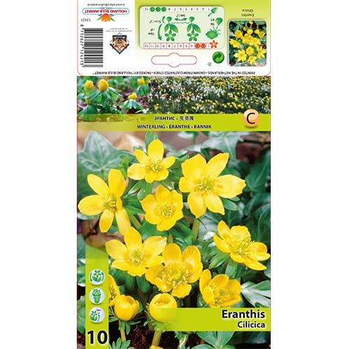 Winterlinge Cilicica interface.image 1 interface.art 70313