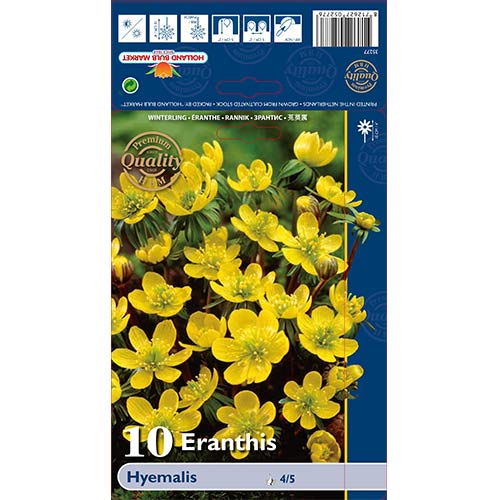 Winterlinge Hyemalis interface.image 1 interface.art 68052