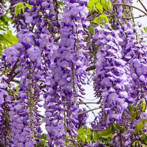 Wisteria floribunda Royal Purple, С2 interface.art Bild 1 Wisteria floribunda Royal Purple, С2 interface.image 1 interface.art 8276