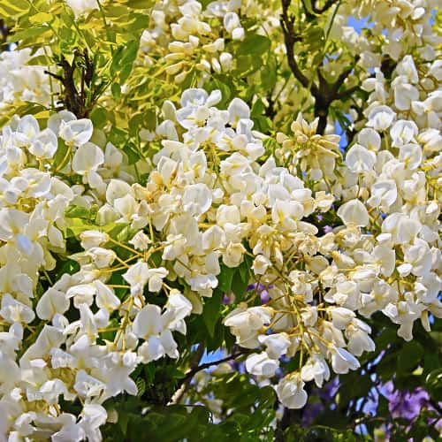 Wisteria macrostachya Clara Mack, С2 interface.art Bild 1 Wisteria macrostachya Clara Mack, С2 interface.image 1 interface.art 8280