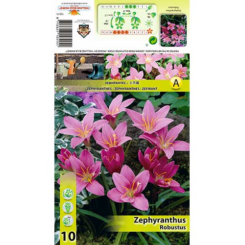 Zephyranthes Robustus interface.image 1 interface.art 70457