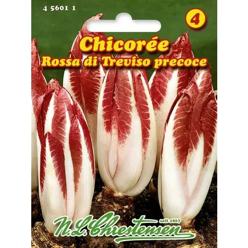 Zichorie Endivie Rossa di Treviso interface.art Bild 1 Zichorie Endivie Rossa di Treviso interface.image 1 interface.art 96469