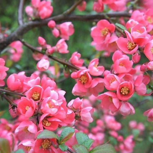 Zierquitte Pink Queen interface.art Bild 1 Zierquitte Pink Queen interface.image 1 interface.art 9289