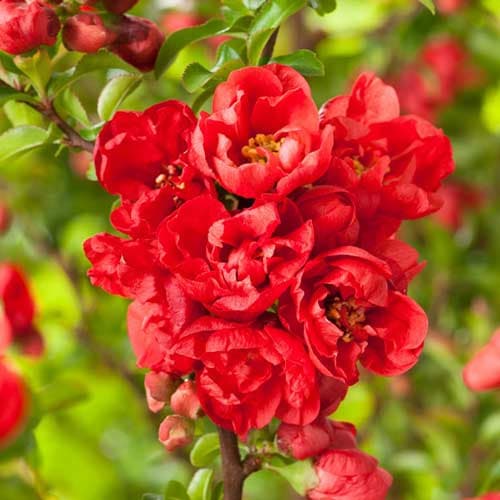 Zierquitte Red Joy interface.art Bild 1 Zierquitte Red Joy interface.image 1 interface.art 9203