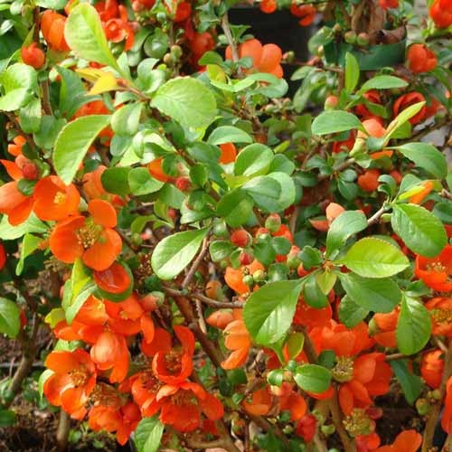 Zierquitte superba Clementine interface.image 1 interface.art 9288