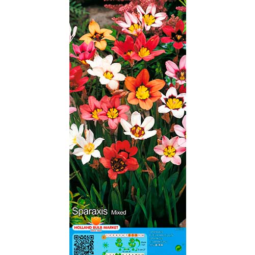 Zigenerblumen, Farbmischung interface.art Bild 1 Zigenerblumen, Farbmischung interface.image 1 interface.art 76500